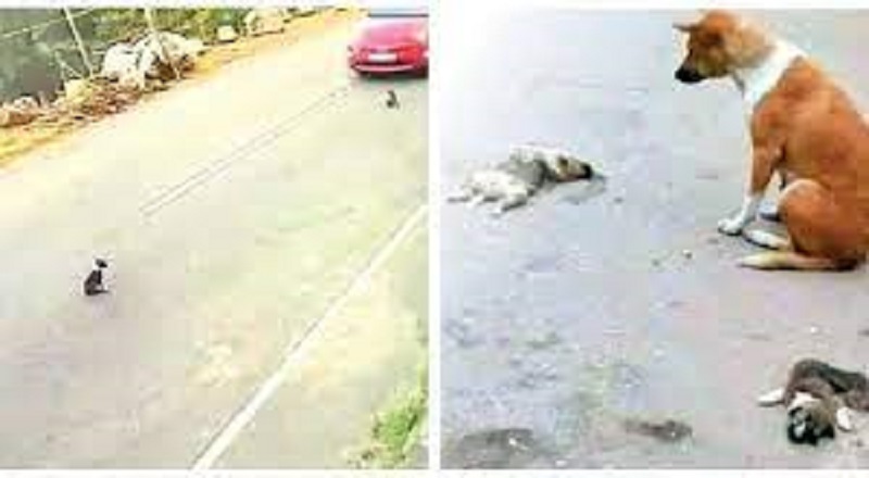 வீடியோ வைரலானதை அடுத்து இரண்டு நாய்க்குட்டிகள்  மீது வாகனம்  ஓட்டிய பெண் கைது